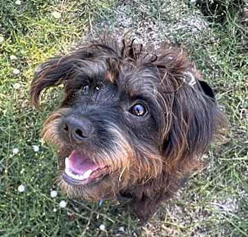 Photo of Romeo