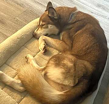 Photo of Willow