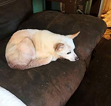 Photo of POOPSY