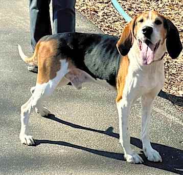 Photo of Bo