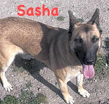 Photo of Sasha