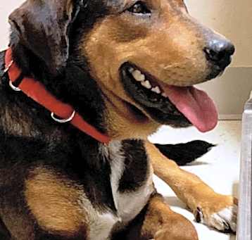 Photo of CHESTER