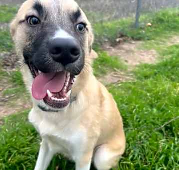 Photo of Shep