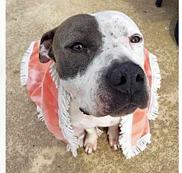 Photo of Roxie