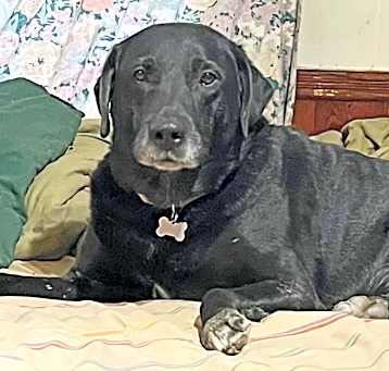 Photo of Brody-Foster Needed!