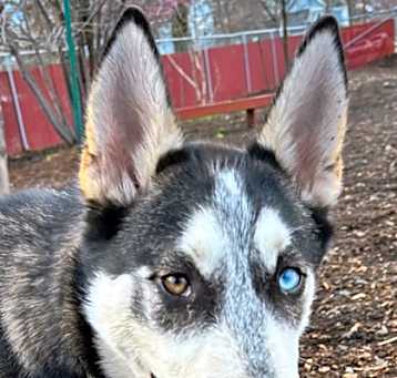 Photo of Chester