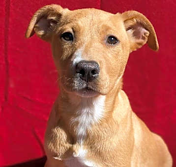 Photo of Cinnamon