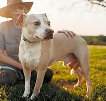 Photo of Koda