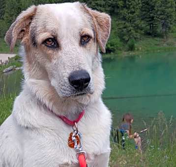 Photo of Boomer