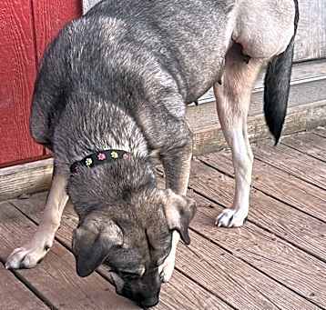 Photo of MAGGIE