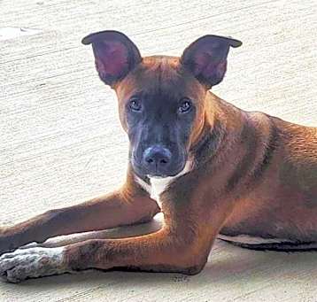 Photo of Buddy