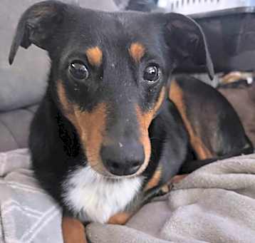 Photo of Buckeye