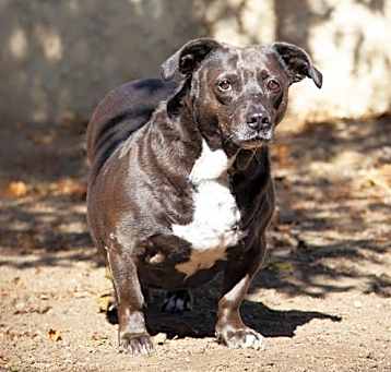 Photo of Sweet Pea