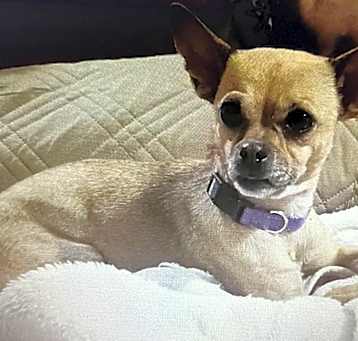 Photo of Tater Tot