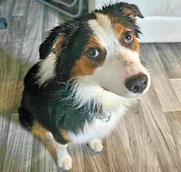 Photo of Snickers