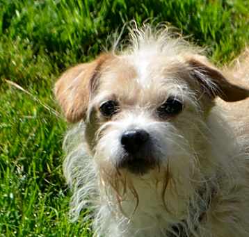 Photo of Furgus