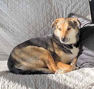 Photo of Lily-Courtesy Listing