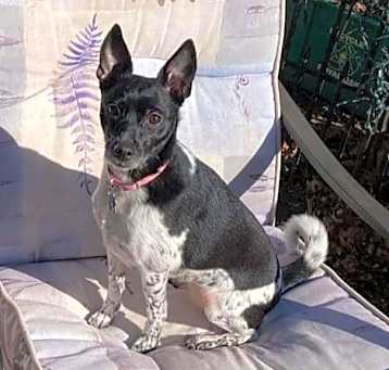 Photo of Daisy