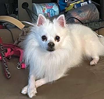 Photo of Muffy