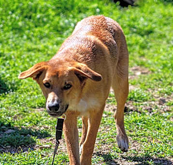 Photo of Sully