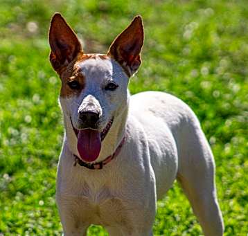 Photo of Pipsqueak