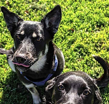 Photo of Indie