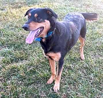 Photo of COOPER (BONDED W/BAILEY) (COURTESY POST)