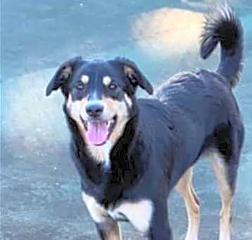 Photo of BAILEY (BONDED W/COOPER)(COURTESY POST)