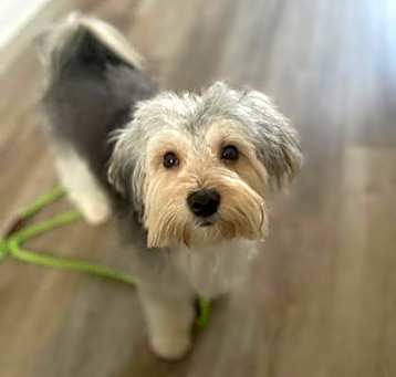 Photo of Pal