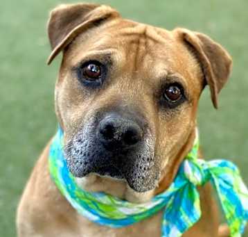 Photo of Brownie