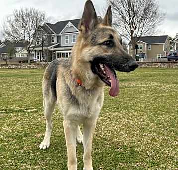 Photo of Oliver