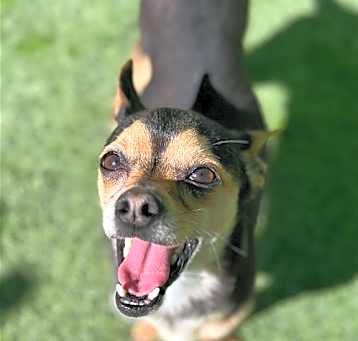Photo of Nacho
