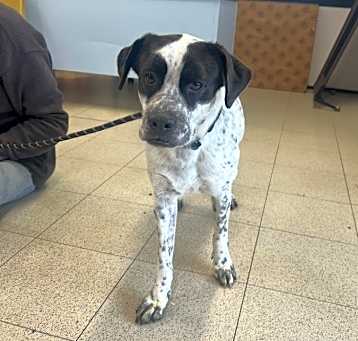 Photo of Oreo A1673