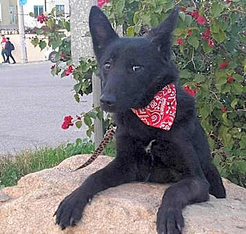 Photo of Perla