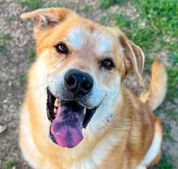 Photo of Rusty