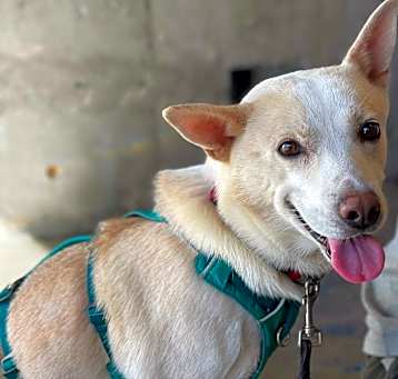 Photo of Buddy