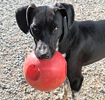 Photo of Huckleberry