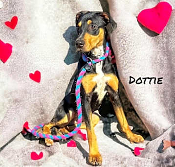 Photo of Dottie