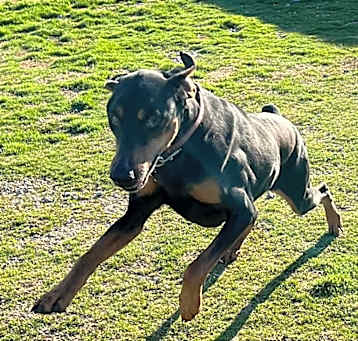 Photo of Duchess