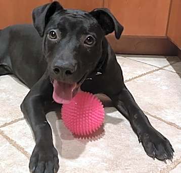 Photo of Sparkle (Olivia)