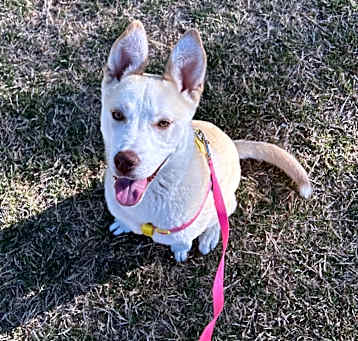 Photo of Honey