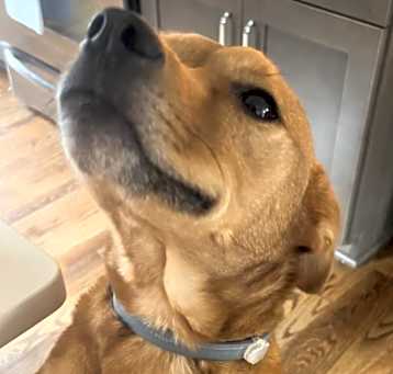 Photo of Tater Tot