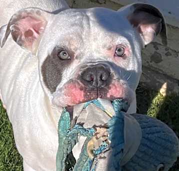 Photo of Astro