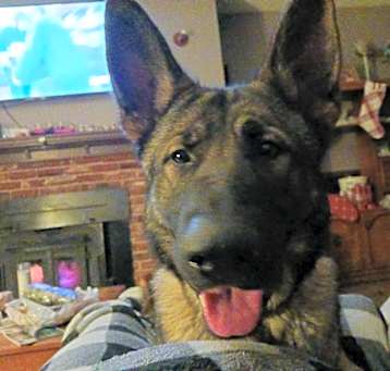 Photo of Rex