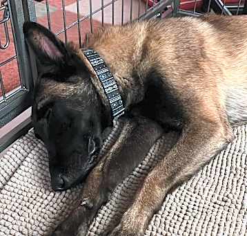 Photo of Goonie (aka Arthur) - AZ
