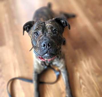 Photo of Stella