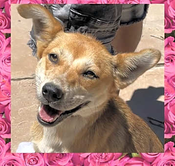 Photo of Aggie