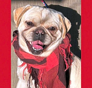 Photo of Buttercup