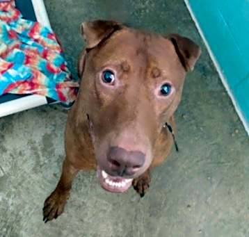 Photo of Diesel