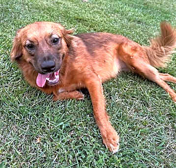Photo of PENNY (COURTESY POST)
